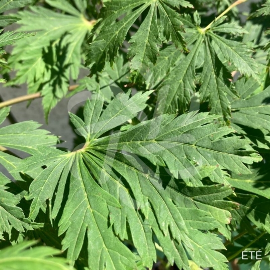 Acer japonicum 'Aconitifolium' - Érable du Japon