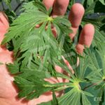 Acer japonicum 'Aconitifolium' - Érable du Japon