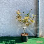 Acer palmatum 'Amber Ghost' - Érable du Japon