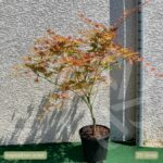 Acer palmatum 'Ariadne' - Érable du Japon