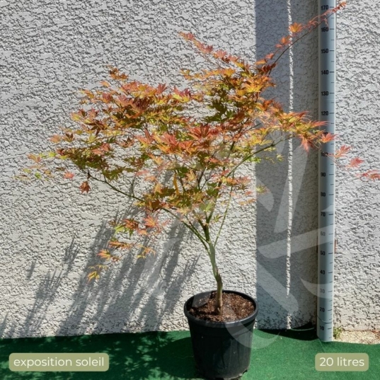 Acer palmatum 'Ariadne' - Érable du Japon
