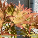 Acer palmatum 'Ariadne' - Érable du Japon