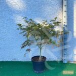 Acer palmatum 'Ariadne' - Érable du Japon
