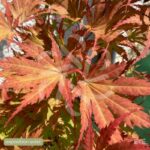 Acer palmatum 'Ariadne' - Érable du Japon