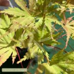 Acer palmatum 'Ariadne' - Érable du Japon