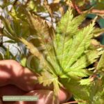 Acer palmatum 'Ariadne' - Érable du Japon