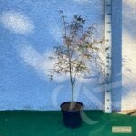 Acer palmatum 'Atrolineare' - Érable du Japon