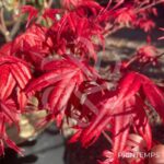 Acer palmatum 'Beni Maiko' - Érable du Japon