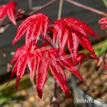 Acer palmatum 'Beni Maiko' - Érable du Japon