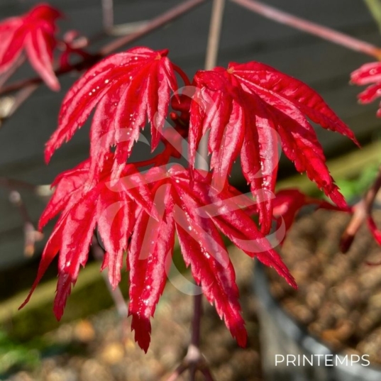 Acer palmatum 'Beni Maiko' - Érable du Japon