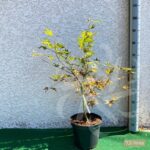 Acer Palmatum 'Beni Shigitatsu Sawa' - Érable du Japon