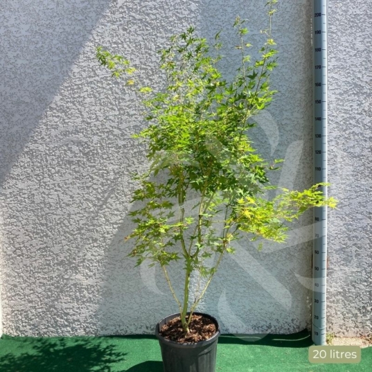 Acer Palmatum 'Bi-hoo' - Érable du Japon