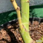 Acer Palmatum 'Bi-hoo' - Érable du Japon