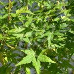 Acer Palmatum 'Bi-hoo' - Érable du Japon