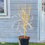 Acer Palmatum 'Bi-hoo' - Érable du Japon