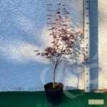 Acer palmatum 'Black Lace' - Érable du Japon