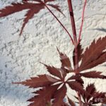 Acer palmatum 'Black Lace' - Érable du Japon