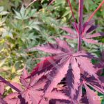 Acer palmatum 'Black Lace' - Érable du Japon