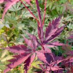 Acer palmatum 'Black Lace' - Érable du Japon