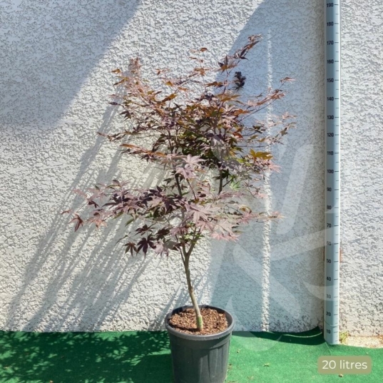 Acer palmatum 'Bloodgood' - Érable du Japon