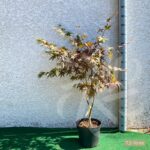 Acer palmatum 'Bloodgood' - Érable du Japon