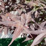 Acer palmatum 'Bloodgood' - Érable du Japon