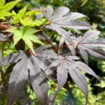 Acer palmatum 'Bloodgood' - Érable du Japon