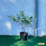 Acer palmatum 'Brown Sugar' - Érable du Japon