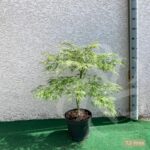Acer palmatum 'Dissectum Viridis' vert - Érable du Japon