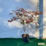 Acer palmatum 'Emperor 1' - Érable du Japon