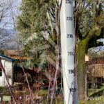 Acer palmatum 'Emperor 1' - Érable du Japon