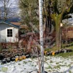 Acer palmatum 'Emperor 1' - Érable du Japon