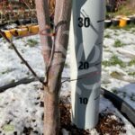 Acer palmatum 'Emperor 1' - Érable du Japon