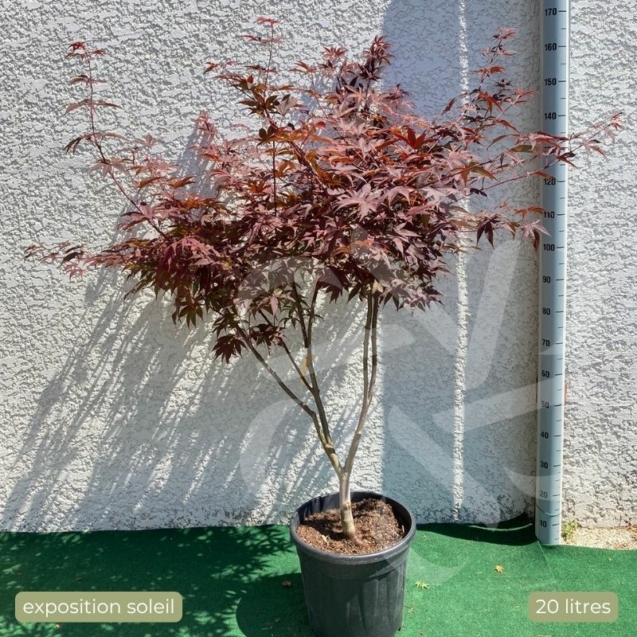 Acer palmatum 'Emperor 1' - Érable du Japon