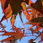 Acer palmatum 'Emperor 1' - Érable du Japon