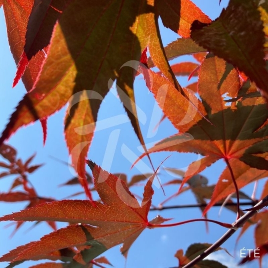 Acer palmatum 'Emperor 1' - Érable du Japon