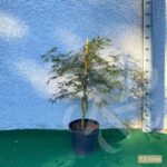 Acer palmatum 'Firecracker' - Érable du Japon
