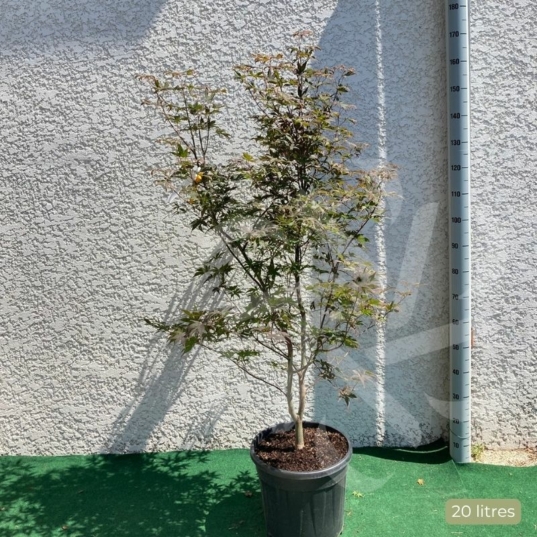 Acer palmatum 'Fireglow' - Érable du Japon