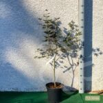 Acer palmatum 'Fireglow' - Érable du Japon