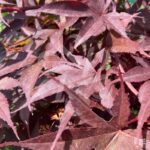 Acer palmatum 'Fireglow' - Érable du Japon