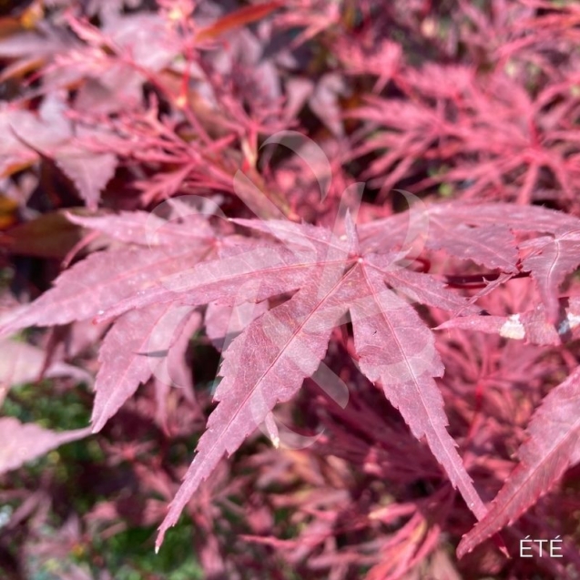 Acer palmatum 'Fireglow' - Érable du Japon