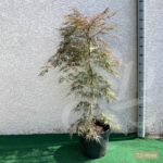 Acer palmatum 'Garnet' - Érable du Japon