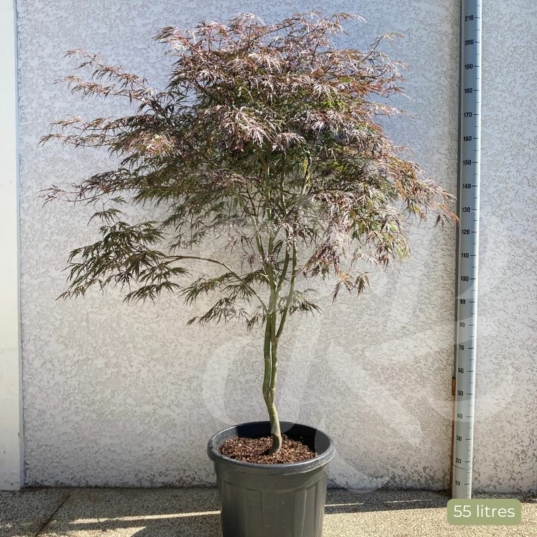 Acer palmatum 'Garnet' - Érable du Japon dissectum