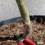 Acer palmatum 'Garnet' - Érable du Japon
