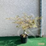 Acer palmatum 'Garnet' - Érable du Japon