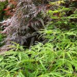 Acer palmatum 'Garnet' et 'Dissectum Viridis' - Érable du Japon