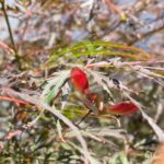 Acer palmatum 'Garnet' - Érable du Japon