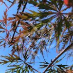Acer palmatum 'Garnet' - Érable du Japon
