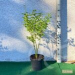 Acer palmatum 'Going Green' - Érable du Japon