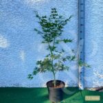 Acer palmatum 'Hama Otome' - Érable du Japon